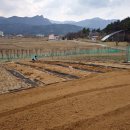 매화카센타 이미지