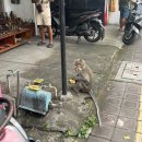 에코우리약국 | 우붓 쇼핑리스트 딱 알려드립니다(우붓맛집 피손, 에코에고, 코우퀴진, 플레이룸 아기옷, 발리드림 엘립스)