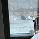 고양 우리아이 동물병원 | 고양시 길고양이 중성화 TNR 신청 개인포획 후기