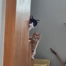 24시 센텀동물메디컬센터 연산점 | 24시 동물병원 센텀동물메디컬센터 연산점