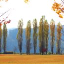 11월 11일 황홀한 만추의 낭만, 치악산 단풍길, 원주 은행나무길, 강천섬 가을속으로 이미지