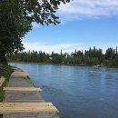 연어의추억 이미지