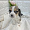 오독안심분양센터 강아지분양 고양이분양 인천점 이미지