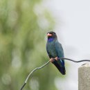 파랑새 이미지