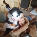 형제그린 이미지