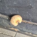 루페스 빅풋 디테일링센터 수지점 이미지