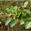 댕댕이 숲 이미지