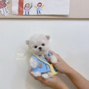 보니또따 네이버블로그