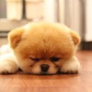 몽슈슈 강아지 이미지