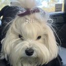 연탄집석쇠구이구평점 | 시흥 물왕점 불향집 방문기🐶｜애견동반 가능한 연탄석쇠구이집 (내돈내산)