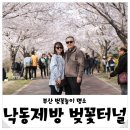 낙동제방 감전IC 부근 | 부산 낙동제방 벚꽃터널 벚꽃개화, 삼락공원 주차장 안내