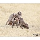 샴프네집 이미지