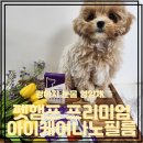 입천 | 강아지 눈물자국 애견 눈영양제 펫햄프 프리미엄 아이케어 나노필름