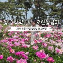 대장금마실길(5코스) | 정읍 작약꽃 명소 : 조선장금이 쌍화탕 카페