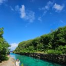 돌고래 | 괌 돌핀 스노쿨링 투어 추천 예약 돌고래 거북이 만난 후기