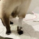 헬릭스동물암센터 이미지