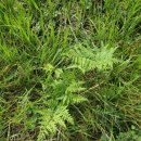 송진목장 이미지