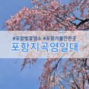 대공원충전소(주) | 포항 벚꽃 명소 지곡 영일대공원 3.31 벚꽃상황