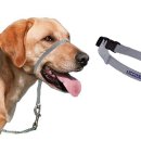 올바르개 이미지