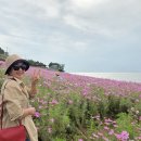 RE:신안 증도&amp; (황새)폰사진 입니다 ~ 이미지