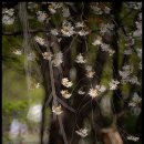 수양벚꽃 이미지