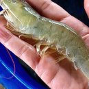 내내농수산 이미지