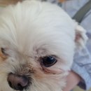 라그라스 그루밍 이미지