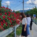 장미꽃길 1 이미지