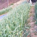 오리만찬 이미지