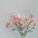 가꿈소 | 강릉 가꿈소 여름시즌케어 탱쿨페이스 후기｜피부관리 & 웨딩관리전문