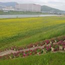 양산천변 이미지