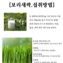 새싹보리 이미지