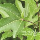 (주)에이치에스피라이프
