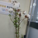 목화미장원 | 한해살이풀의 총칭 목화가 적당한 온도를 제공하면 가지처럼 장수 하겠어요.