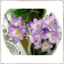 프리지아 B 이미지