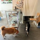 카페피크닉(CAFE PICNIC) | 광안리 카페 추천, 시바견 두 마리 있는 부산 감성카페 카페 피크닉 후기