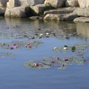 낙동강변12 이미지