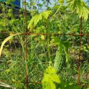 긴뿌리농장 이미지