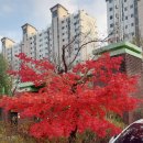 봉산초교 유치원 이미지