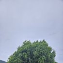 신성마을 (신광사거리방면) | 반계리 은행나무 처음 보고 왔어요.