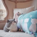 J.J헤어보고 이미지
