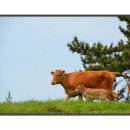 모후농장 이미지