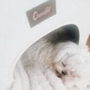 천사펫하우스 이미지