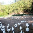 백봉닭농장 이미지