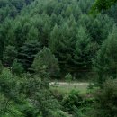 치악산 자연휴양림 강원 자연휴양림 이미지