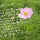 허니하니