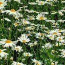 초록세상 이미지