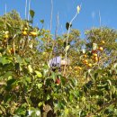 한스바움 이미지