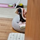 클라식소시지 | 정통 까르보나라 만들기 _ 정통 까르보나라 필수 템 관찰레 홀 구매후기(클라식소시지, 내 돈! 내 산후기)