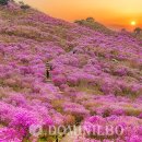 제29회 비슬산 참꽃 문화제 도민일보